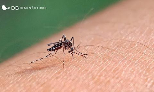 Entendendo o que aconteceu com a Dengue no Brasil