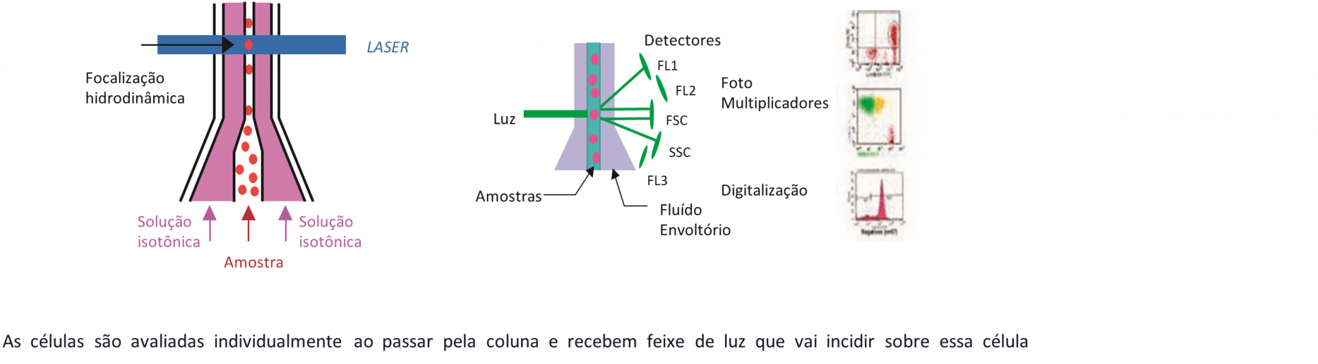 CITOMETRIA DE FLUXO 