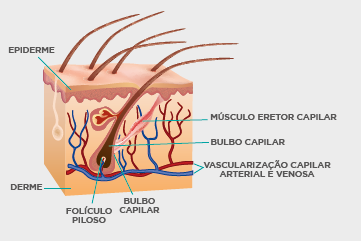 Lâmina Exame do Cabelo