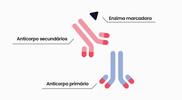 LÂMINA IMUNO-HISTOQUÍMICA 