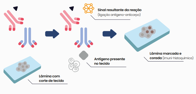 LÂMINA IMUNO-HISTOQUÍMICA 